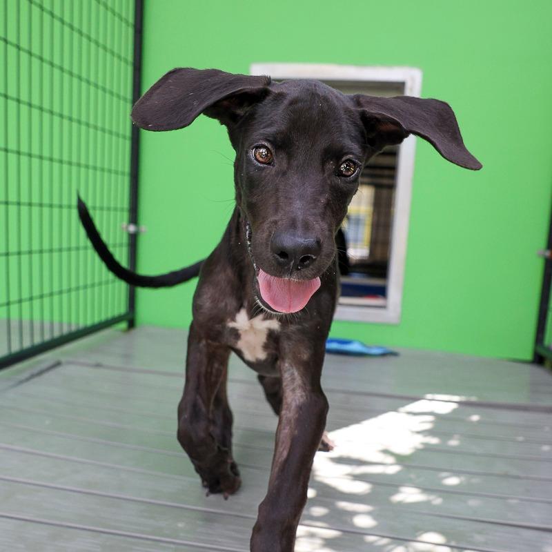 Enlarge Uno, a Adoptable Mixed Breed in Bradenton, FL image 4/4