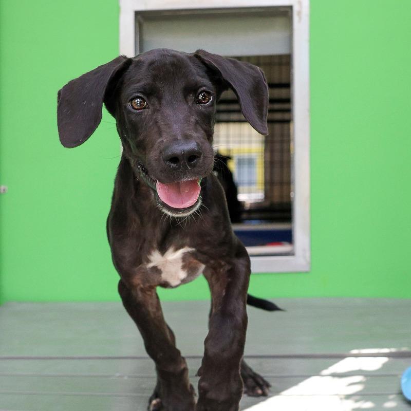 Uno, Adoptable, Puppy Male Mixed Breed.