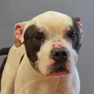 Premo, adoptable, Adult Male Terrier.