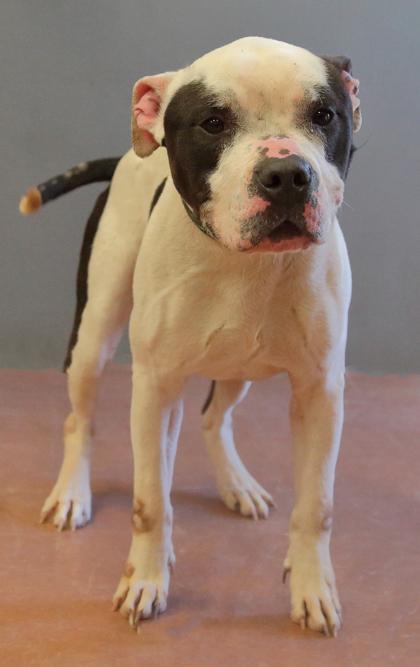 Premo, an adoptable mixed breed in Rapid City, SD image 4/4
