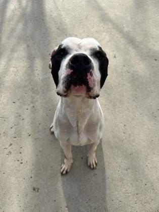 Premo, an adoptable mixed breed in Rapid City, SD image 3/4