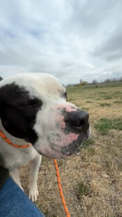 Enlarge Premo, an adoptable mixed breed in Rapid City, SD video 2/4
