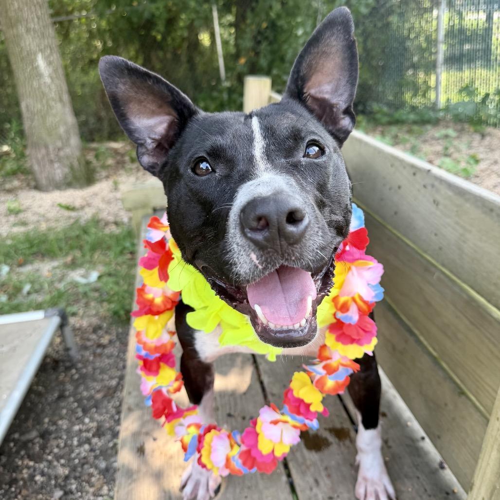 Radish, Adoptable, Adult Male Pit Bull Terrier.