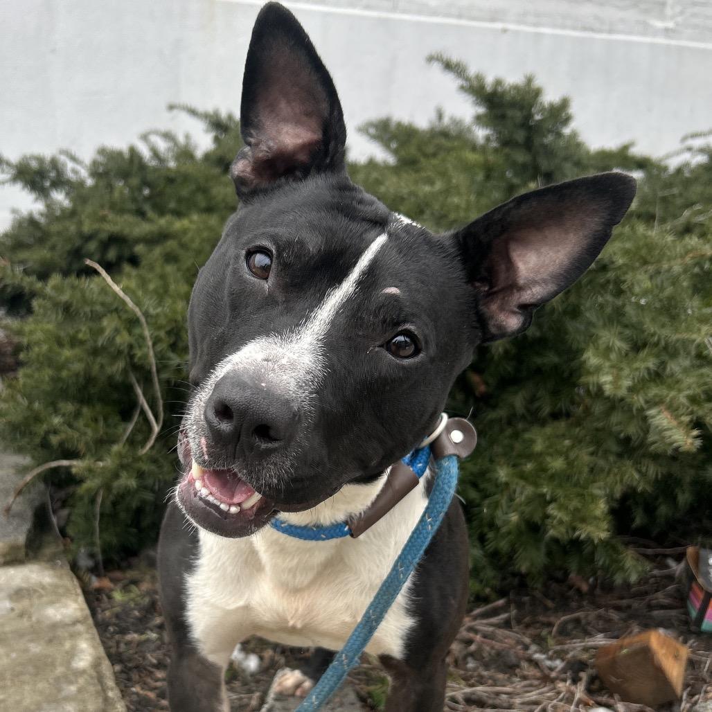 Radish, Adoptable, Adult Male Pit Bull Terrier.