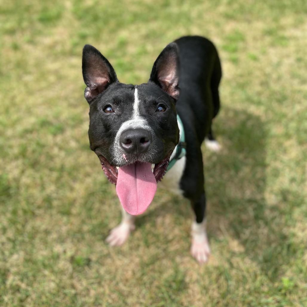 Radish, a Adoptable Pit Bull Terrier in Newark, NJ image 2/6
