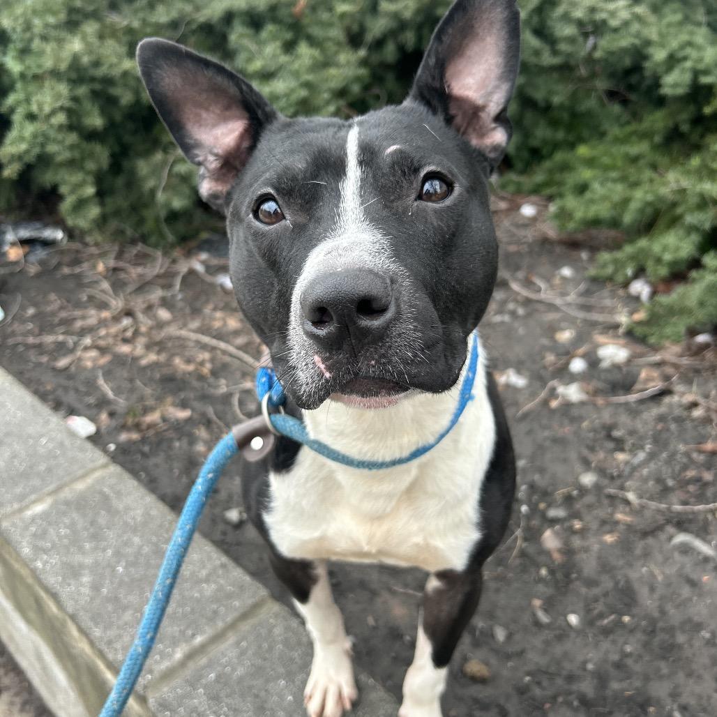 Radish, a Adoptable Pit Bull Terrier in Newark, NJ image 2/6