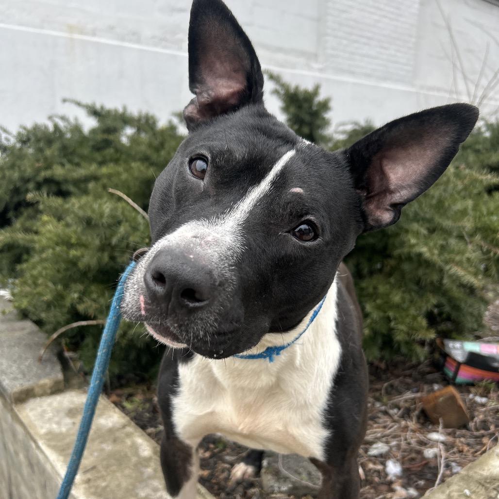 Radish, a Adoptable Pit Bull Terrier in Newark, NJ image 3/6