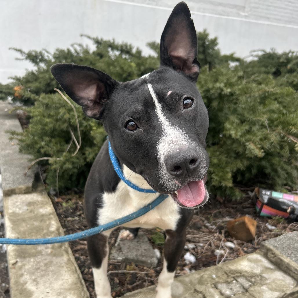 Radish, a Adoptable Pit Bull Terrier in Newark, NJ image 4/6