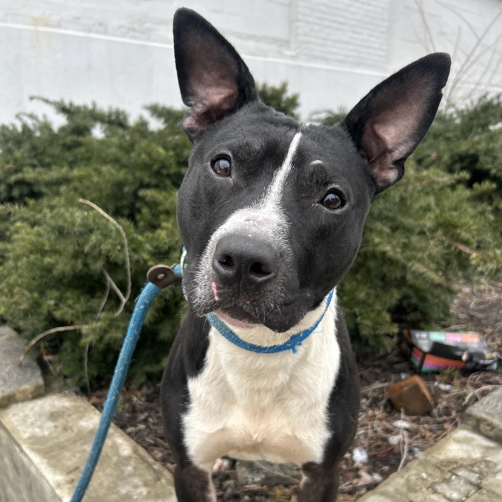 Radish, a Adoptable Pit Bull Terrier in Newark, NJ image 5/6