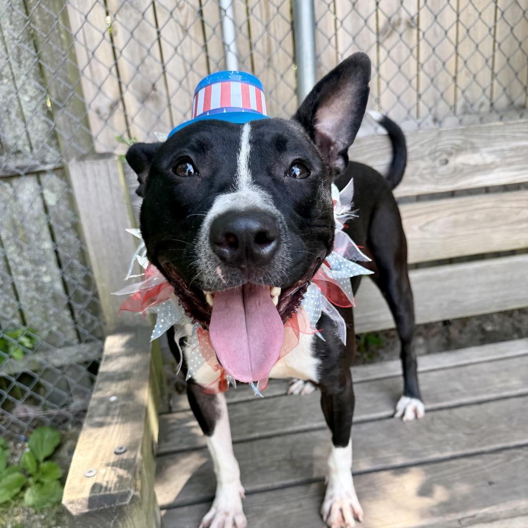 Radish, a Adoptable Pit Bull Terrier in Newark, NJ image 6/6