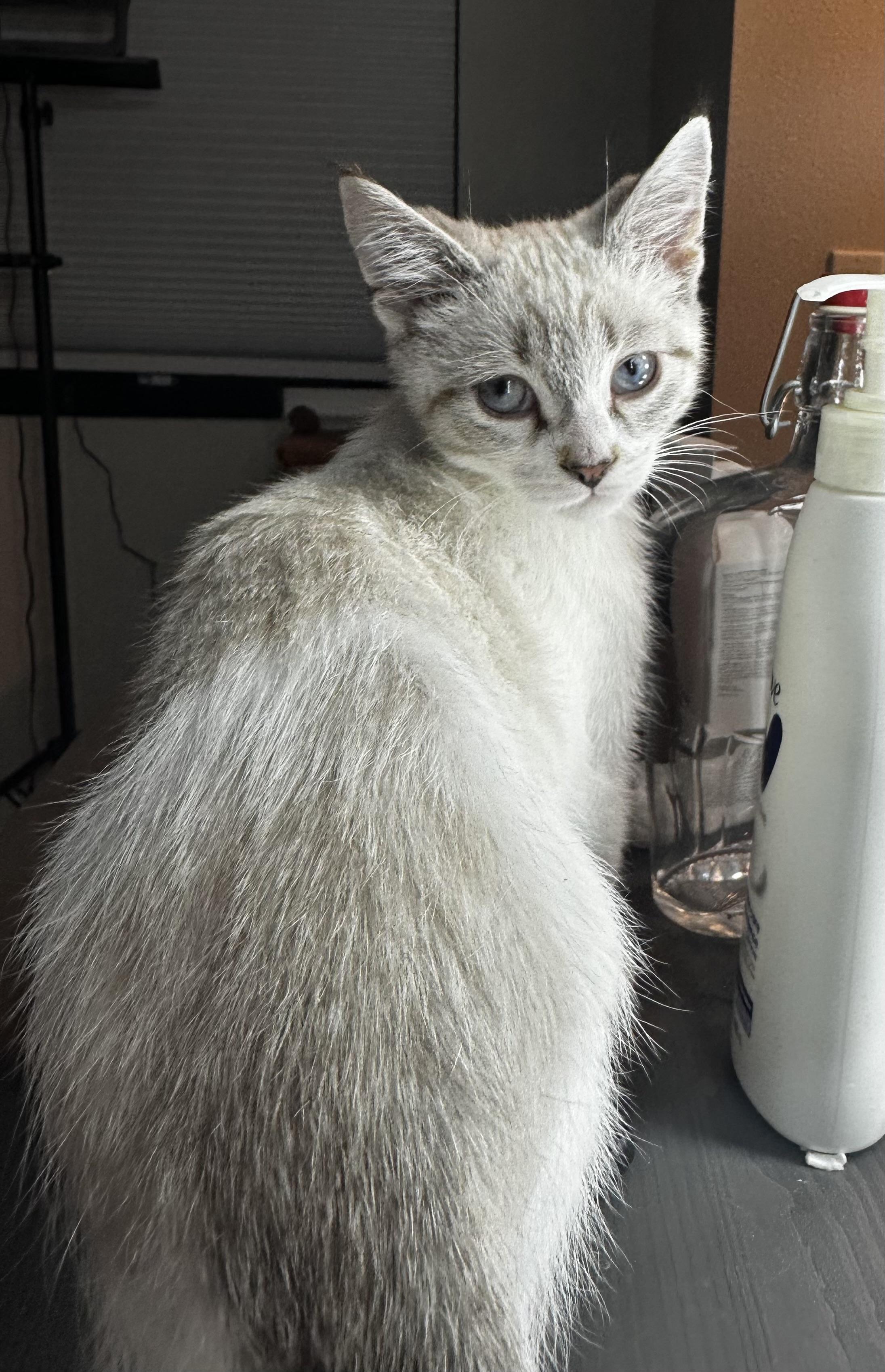 Aspen, ADOPTABLE, Kitten Female Siamese.