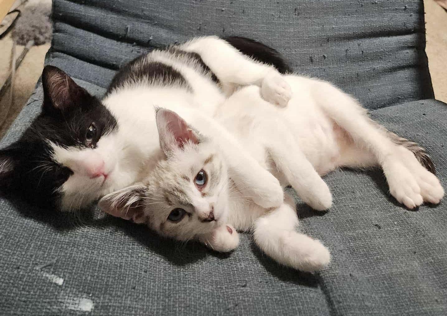 Aspen, a ADOPTABLE mixed breed in Woodinville, WA image 3/5