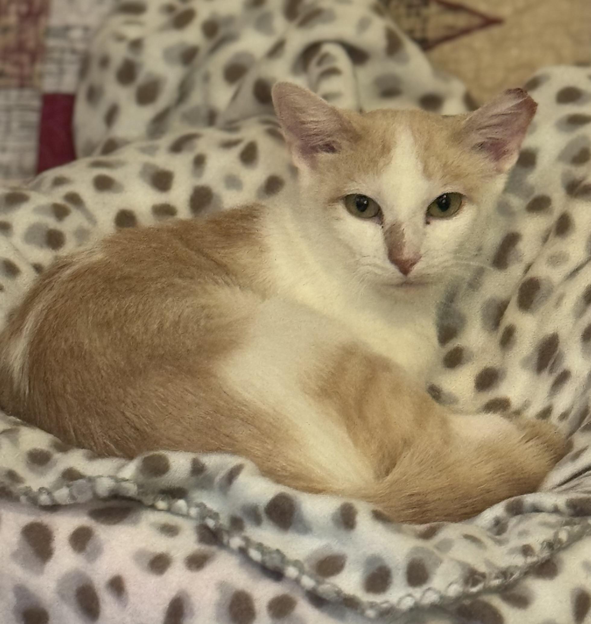 Enlarge Isla, a Adoptable Domestic Short Hair in Warsaw, MO image 1/4