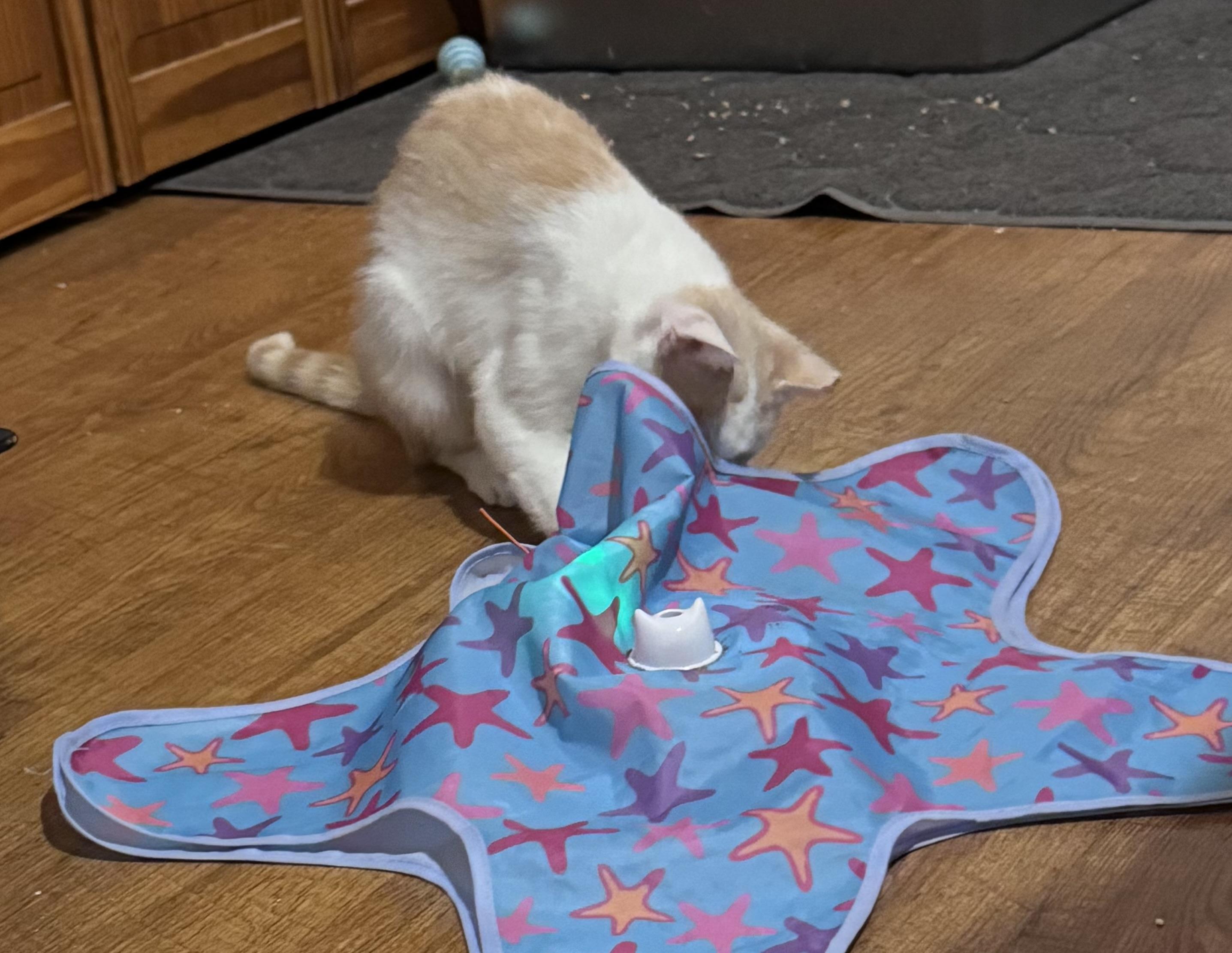 Enlarge Isla, a Adoptable Domestic Short Hair in Warsaw, MO image 2/4
