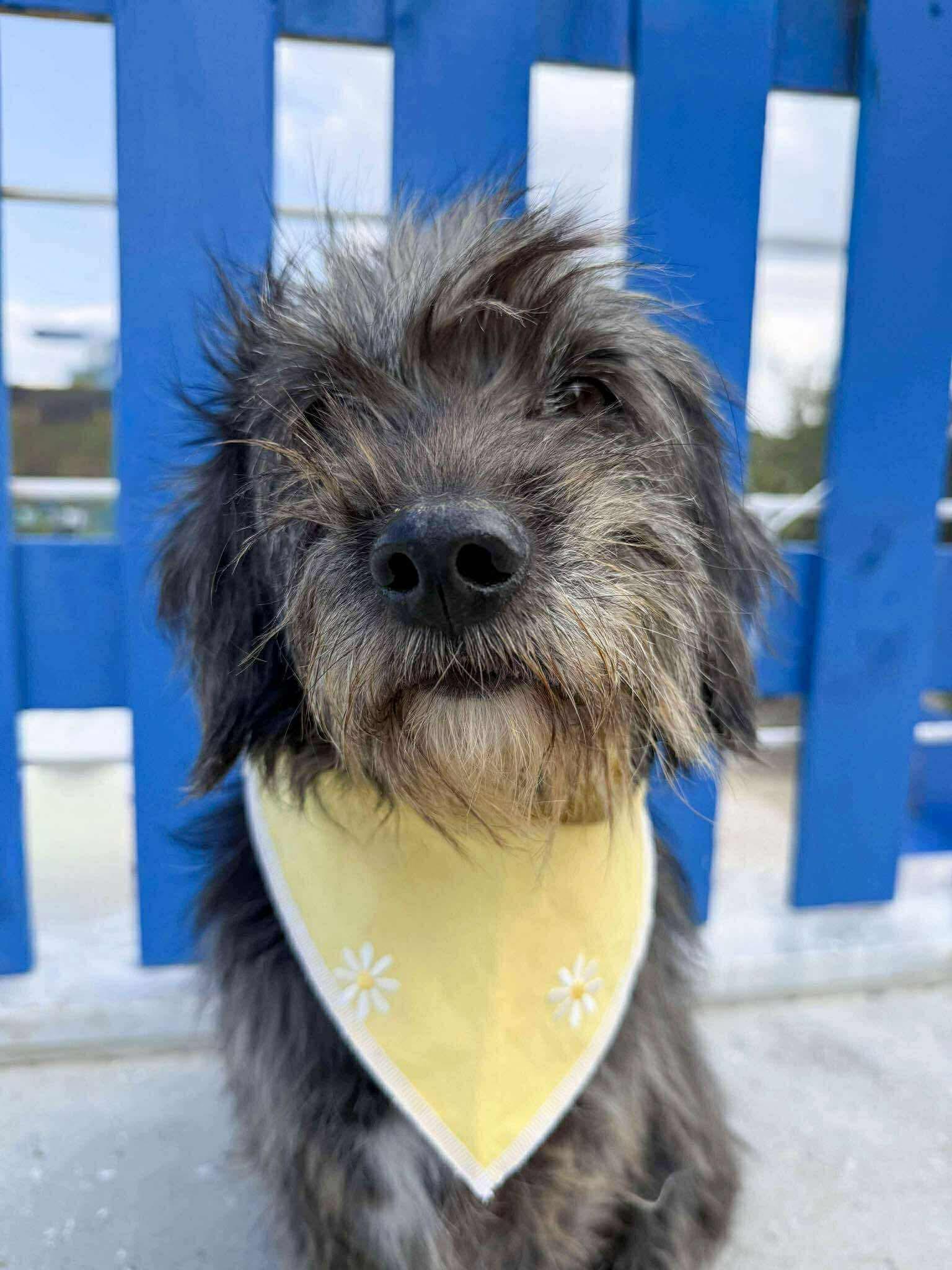 Enlarge Mitsy Bitsy, a ADOPTABLE mixed breed in Bellingham, WA image 3/4