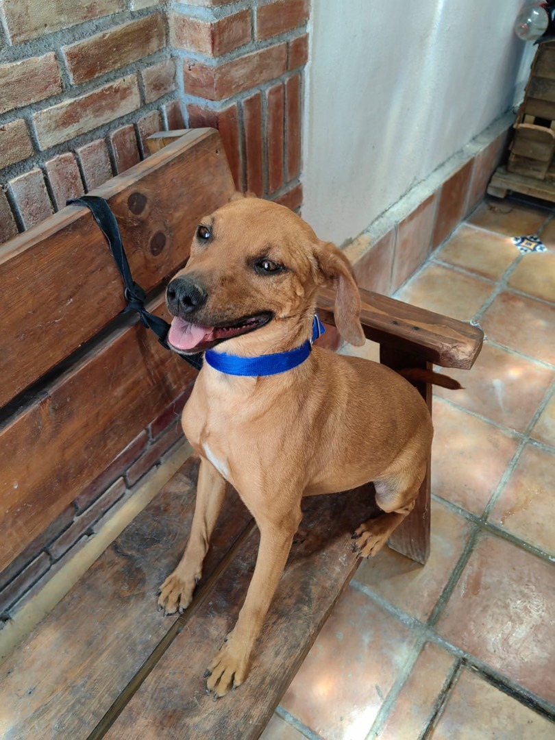 Enlarge Roñas, a Adoptable mixed breed in Martinsburg, WV image 4/12