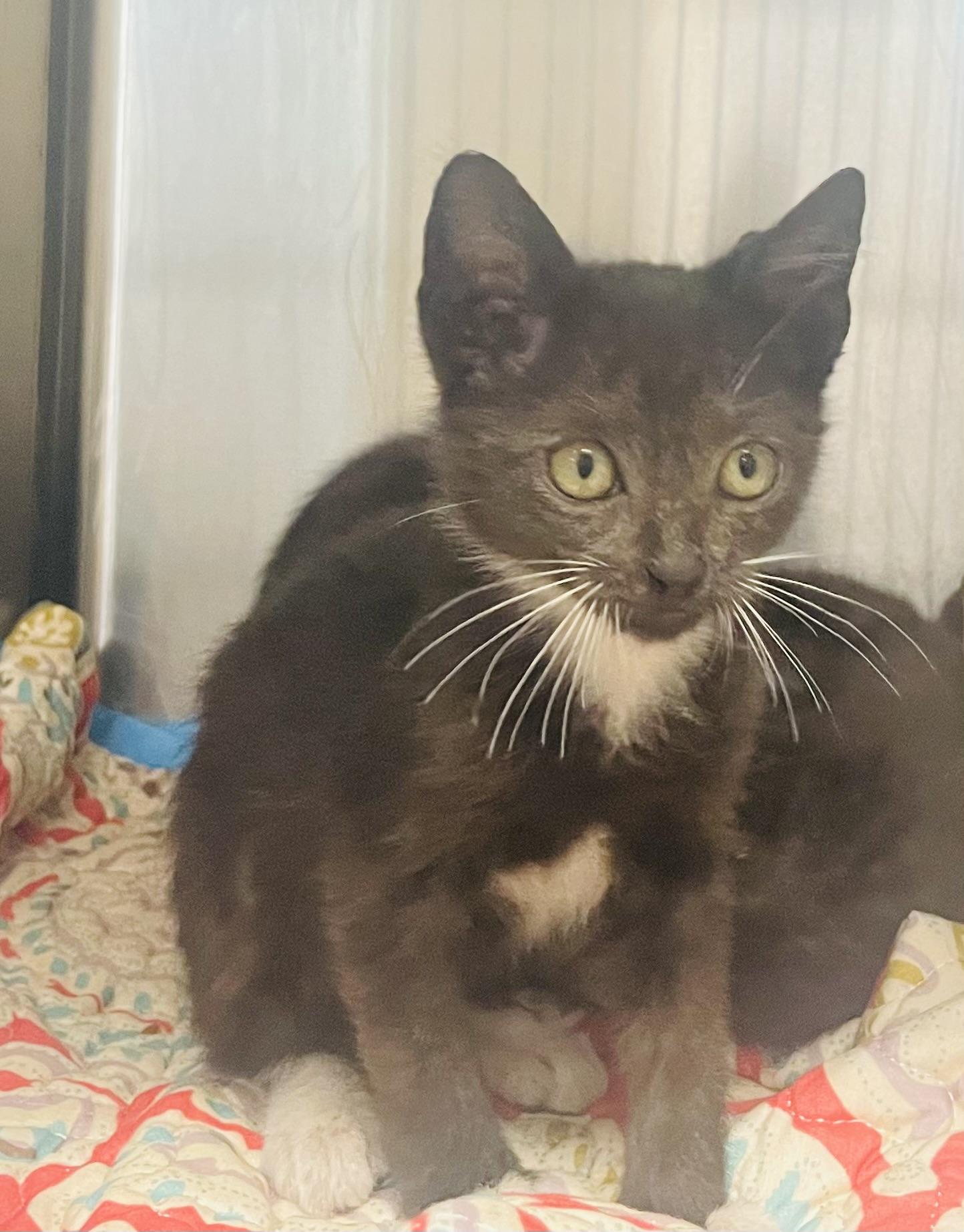 Mr. Green Eyes, adopted, Kitten Male Tuxedo & Domestic Short Hair.