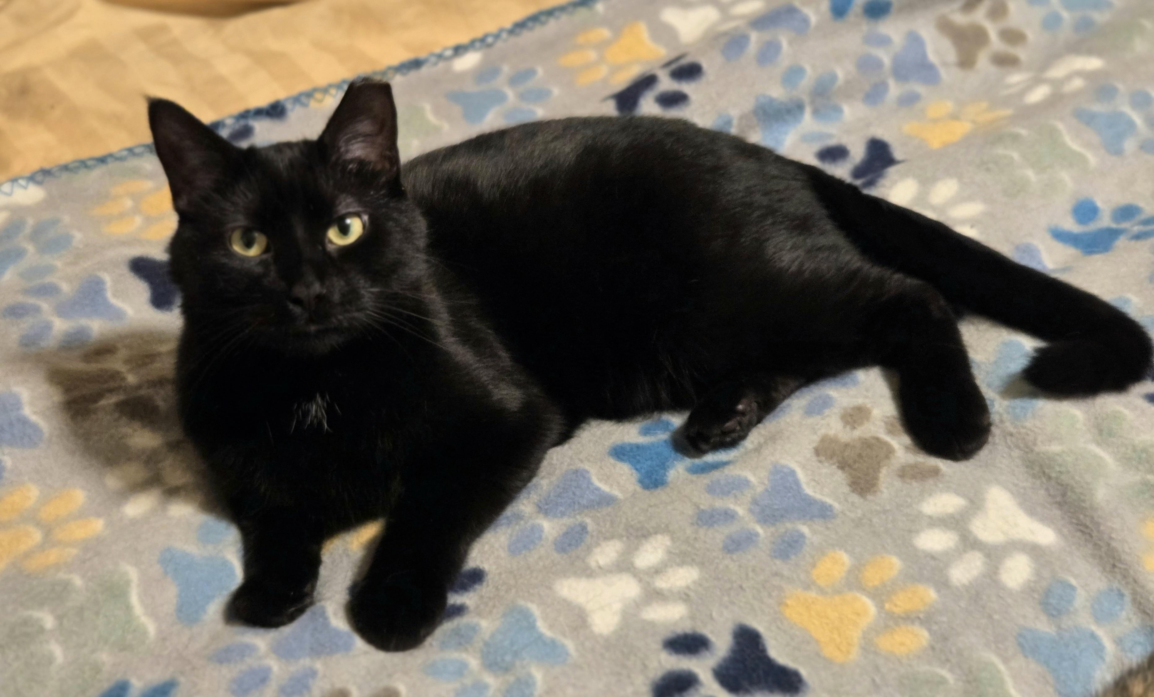 Enlarge Bear, a Adoptable American Shorthair in Oconomowoc, WI image 1/3