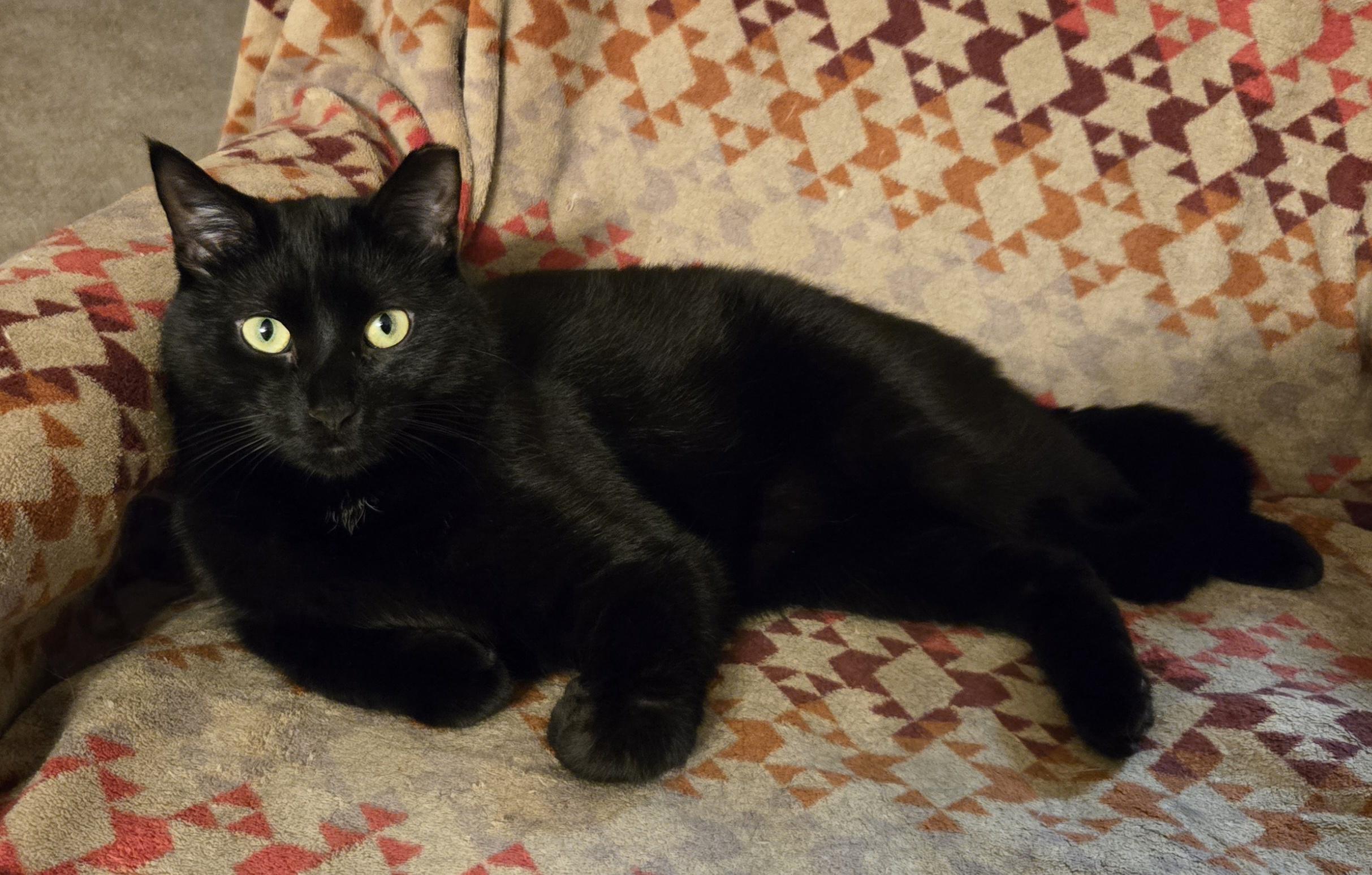 Enlarge Bear, a Adoptable American Shorthair in Oconomowoc, WI image 2/3