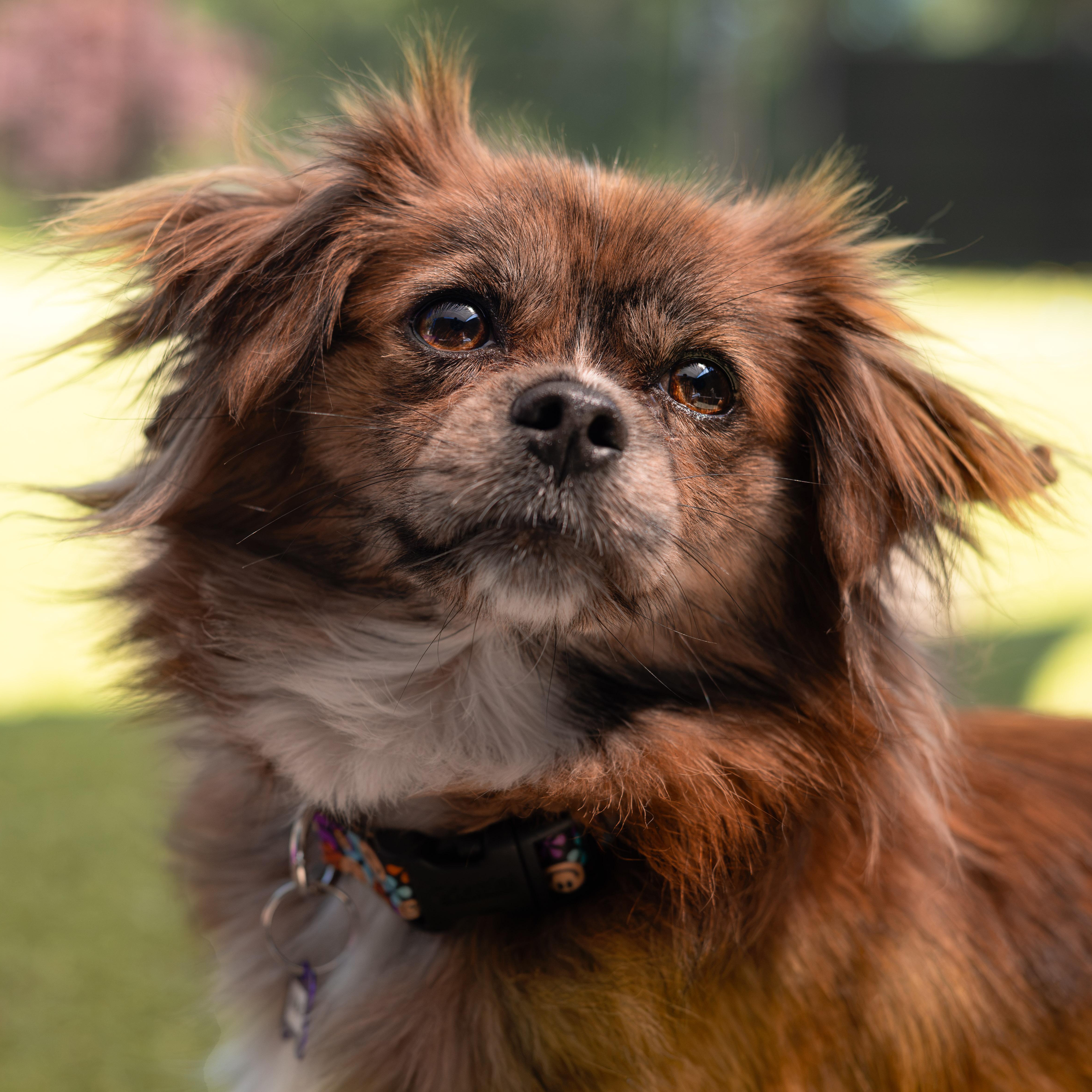 Goalie, ADOPTABLE, Young Female Spaniel & Chihuahua.