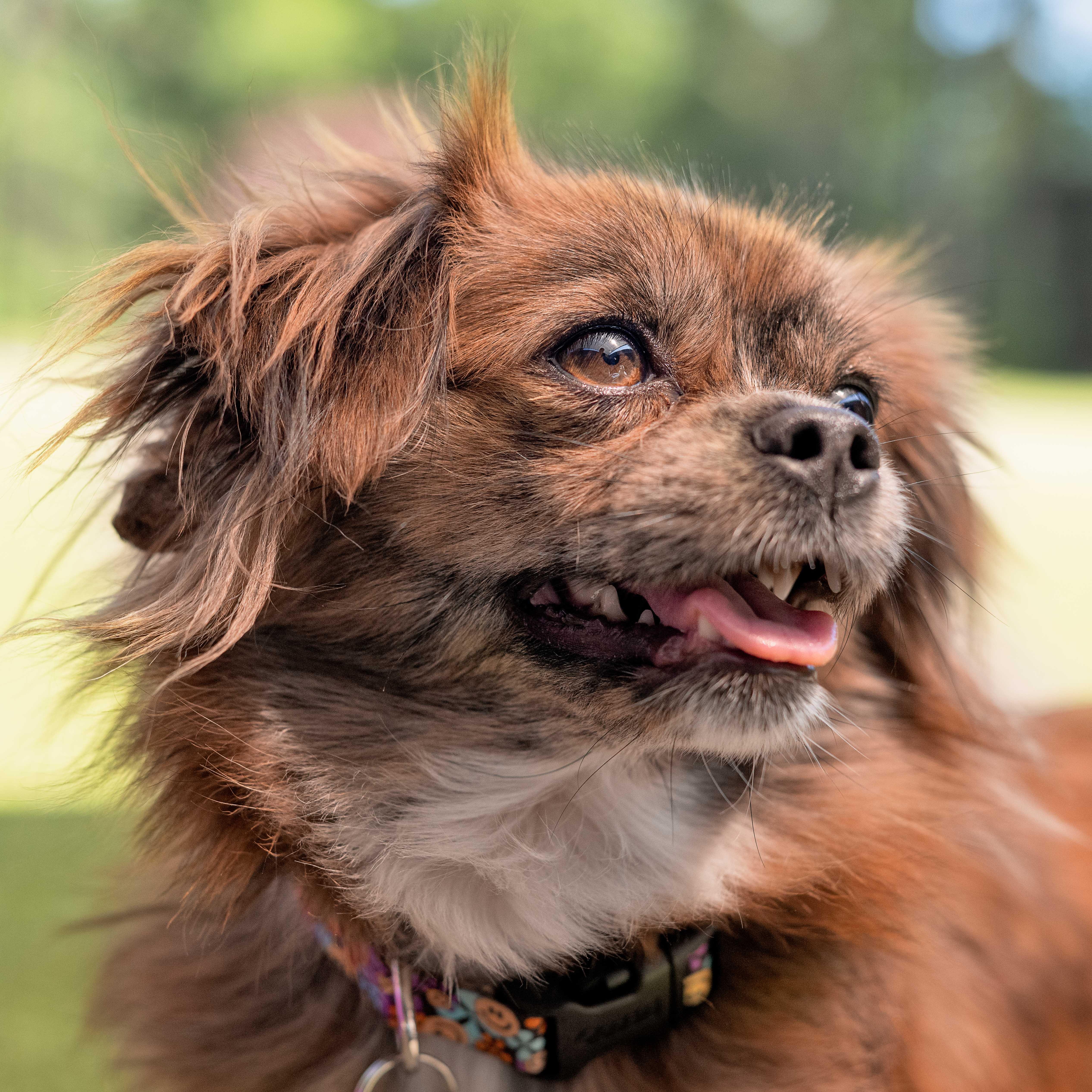 Goalie, a ADOPTABLE mixed breed in Friday Harbor, WA image 3/3
