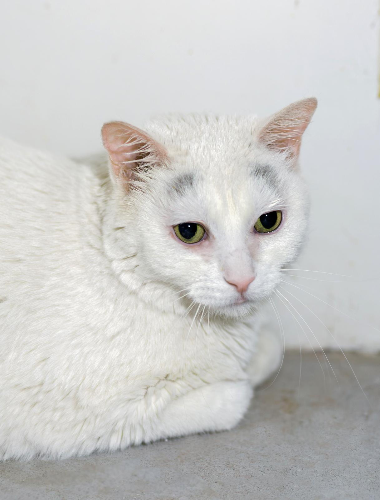Enlarge Shasta, a ADOPTABLE Domestic Short Hair in Marana, AZ image 1/1