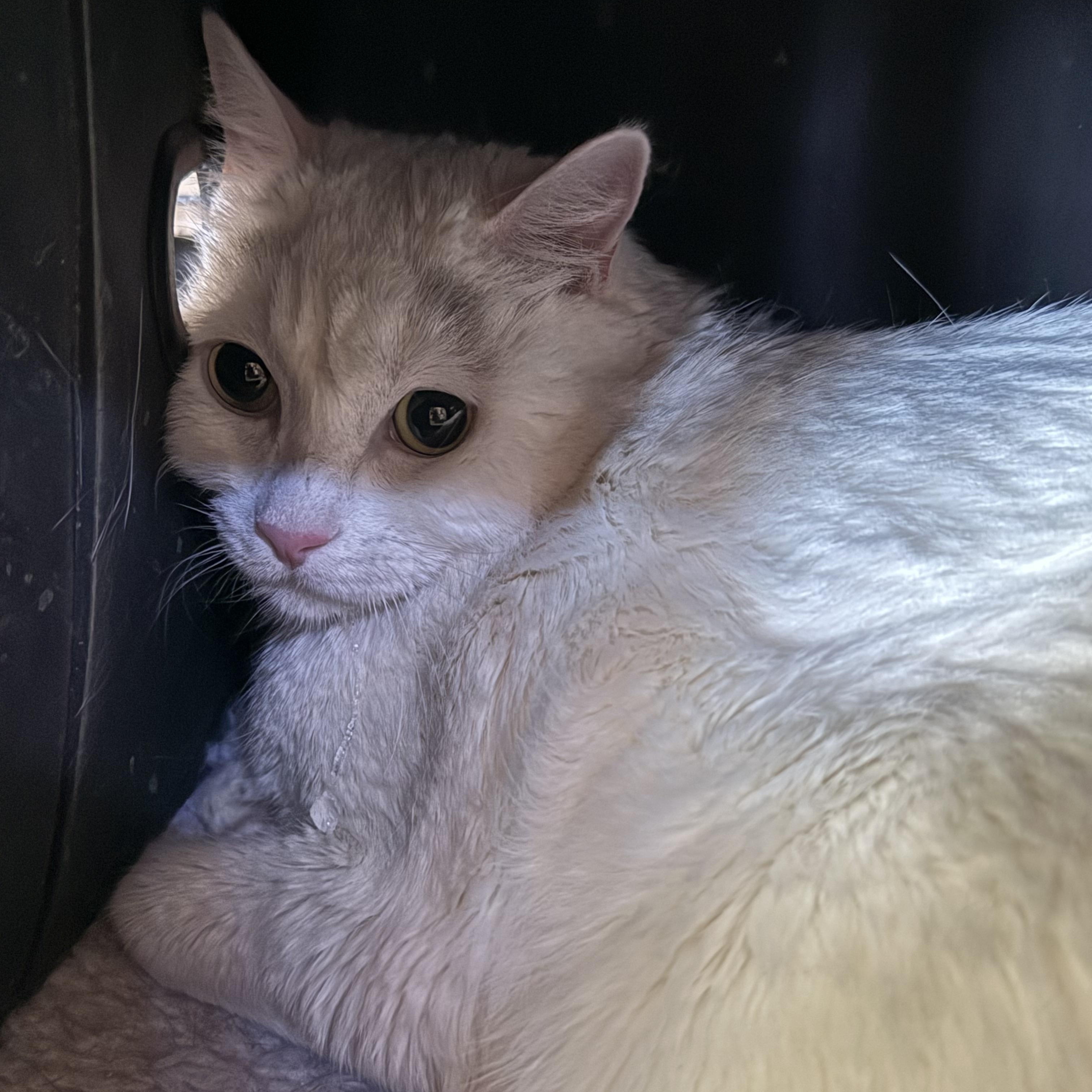 Shasta, ADOPTABLE, Senior Male Domestic Short Hair.