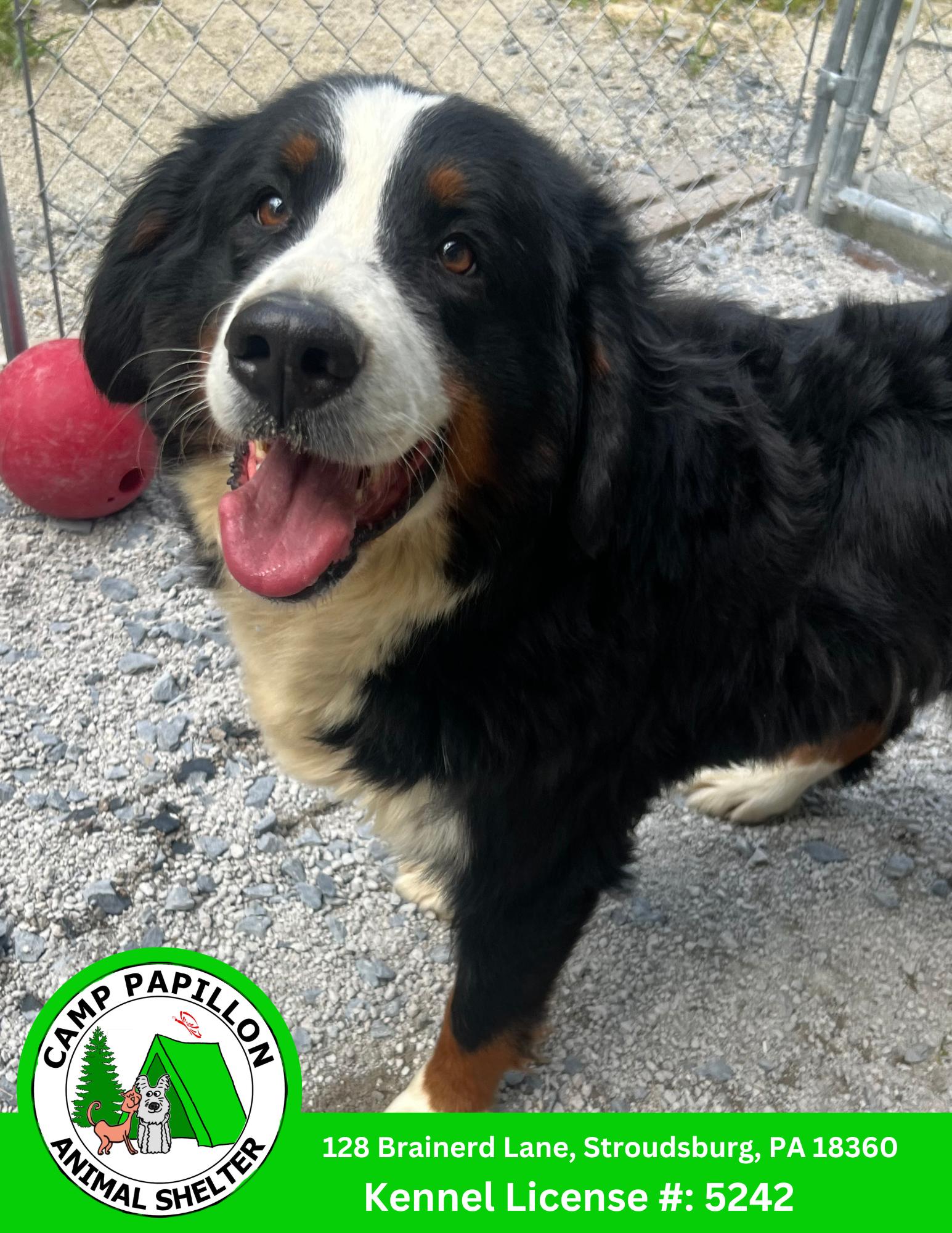 Jody, Adoptable, Young Female Bernese Mountain Dog.