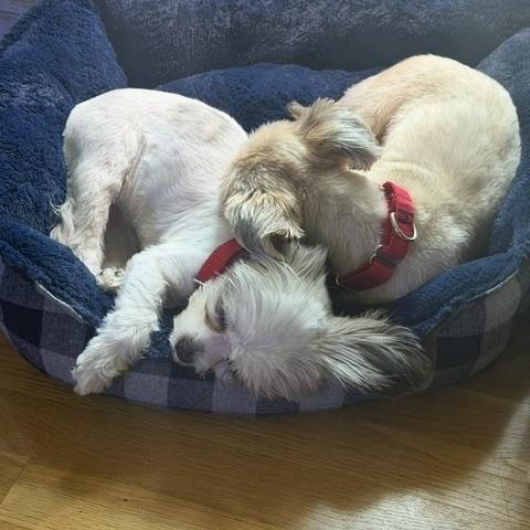 Honey and Munchkin Donut - Local Bonded Beauties, an adoption pending mixed breed in Andover, MA image 5/6
