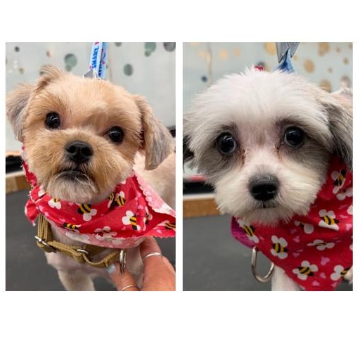 Honey and Munchkin Donut - Local Bonded Beauties, an adoption pending mixed breed in Andover, MA image 1/6