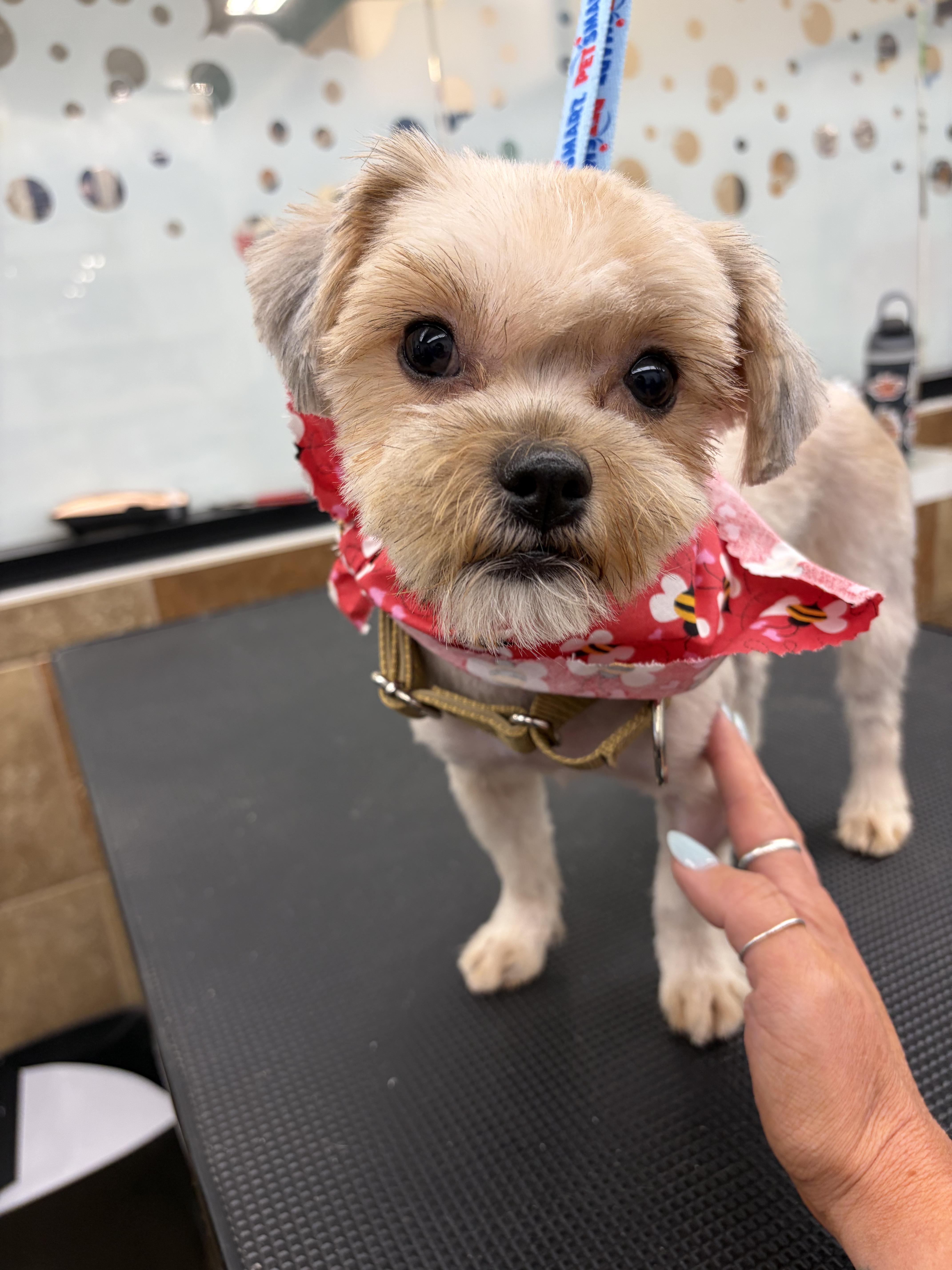 Honey and Munchkin Donut - Local Bonded Beauties, an adoption pending mixed breed in Andover, MA image 2/6