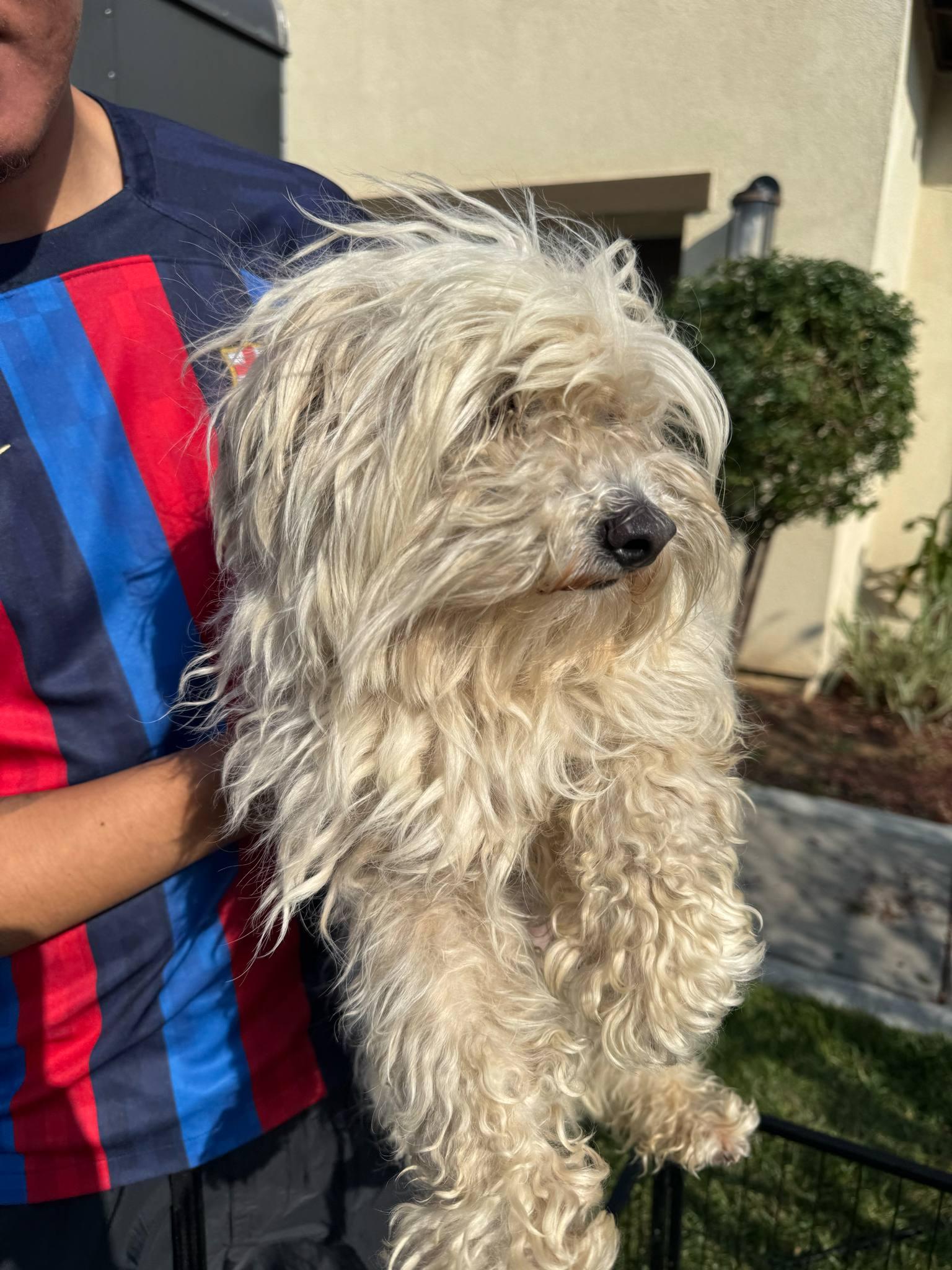 Oliver, Adopted, Adult Male Maltese.