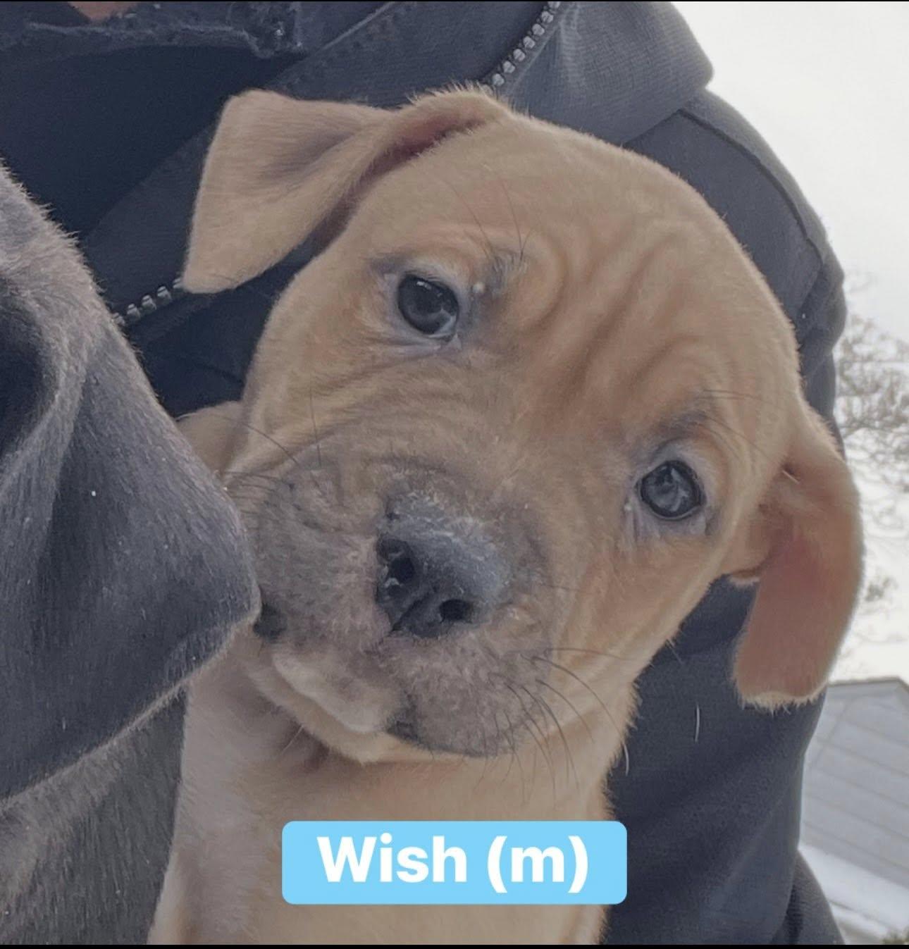 Enlarge Care Bear Litter Males , a ADOPTABLE mixed breed in Pleasant Ridge, MI image 2/3