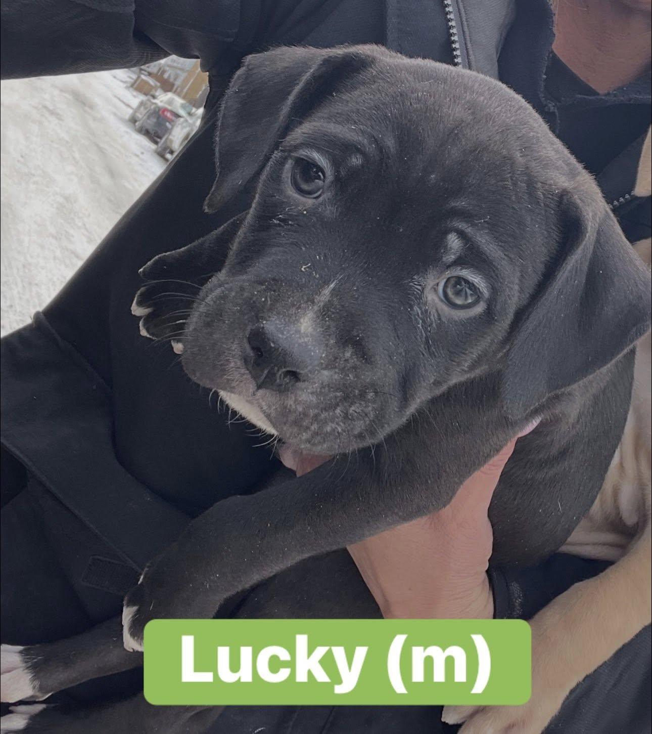 Enlarge Care Bear Litter Males , a ADOPTABLE mixed breed in Pleasant Ridge, MI image 3/3