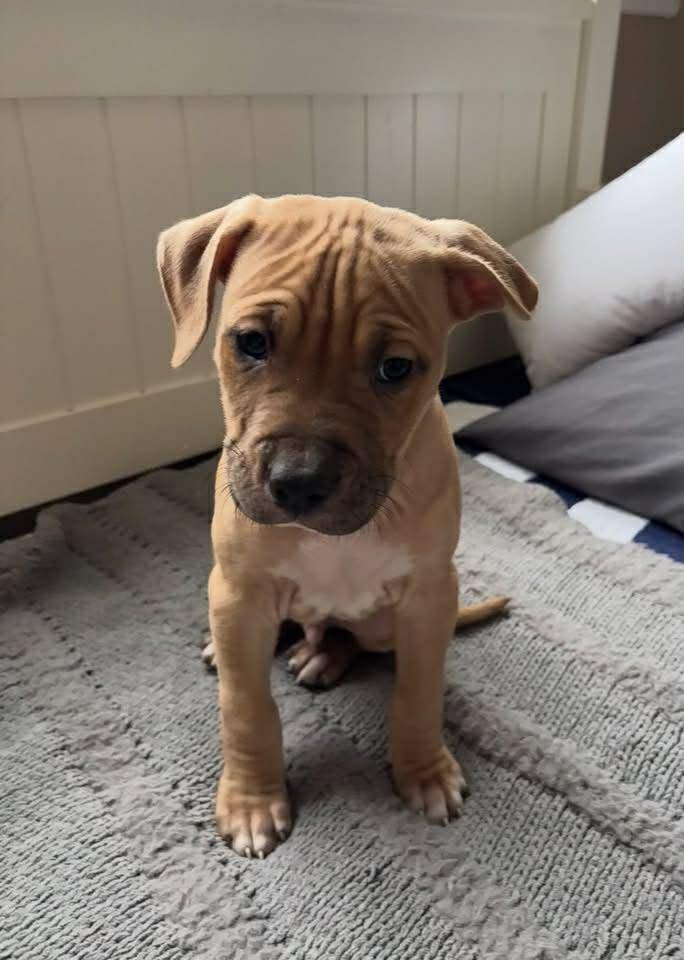 Enlarge Wish, a ADOPTABLE mixed breed in Pleasant Ridge, MI image 4/4