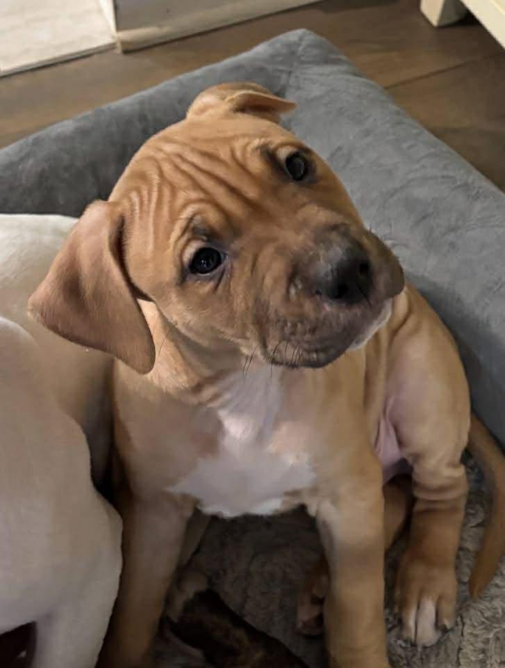 Enlarge Wish, a ADOPTABLE mixed breed in Pleasant Ridge, MI image 2/4