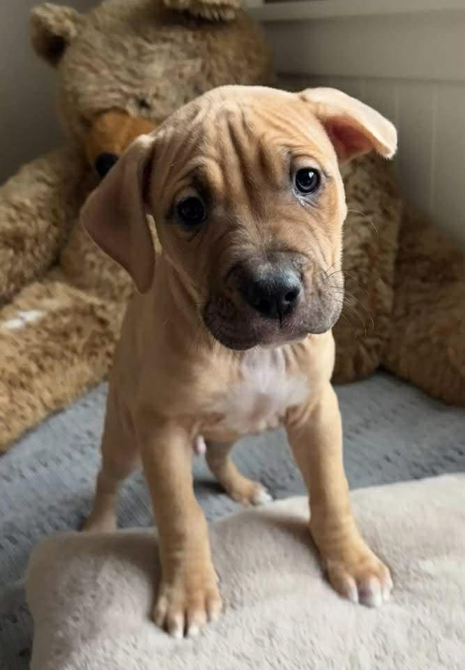 Wish, ADOPTABLE, Puppy Male American Staffordshire Terrier.