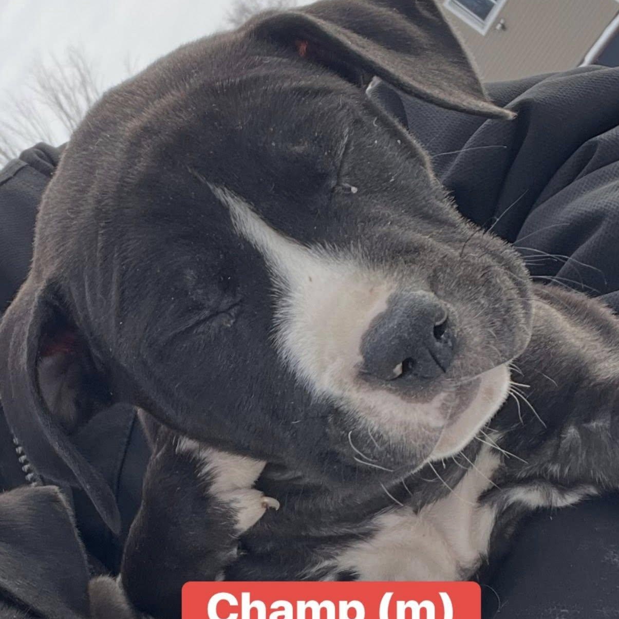 Enlarge Care Bear Litter Males , a ADOPTABLE mixed breed in Pleasant Ridge, MI image 1/3