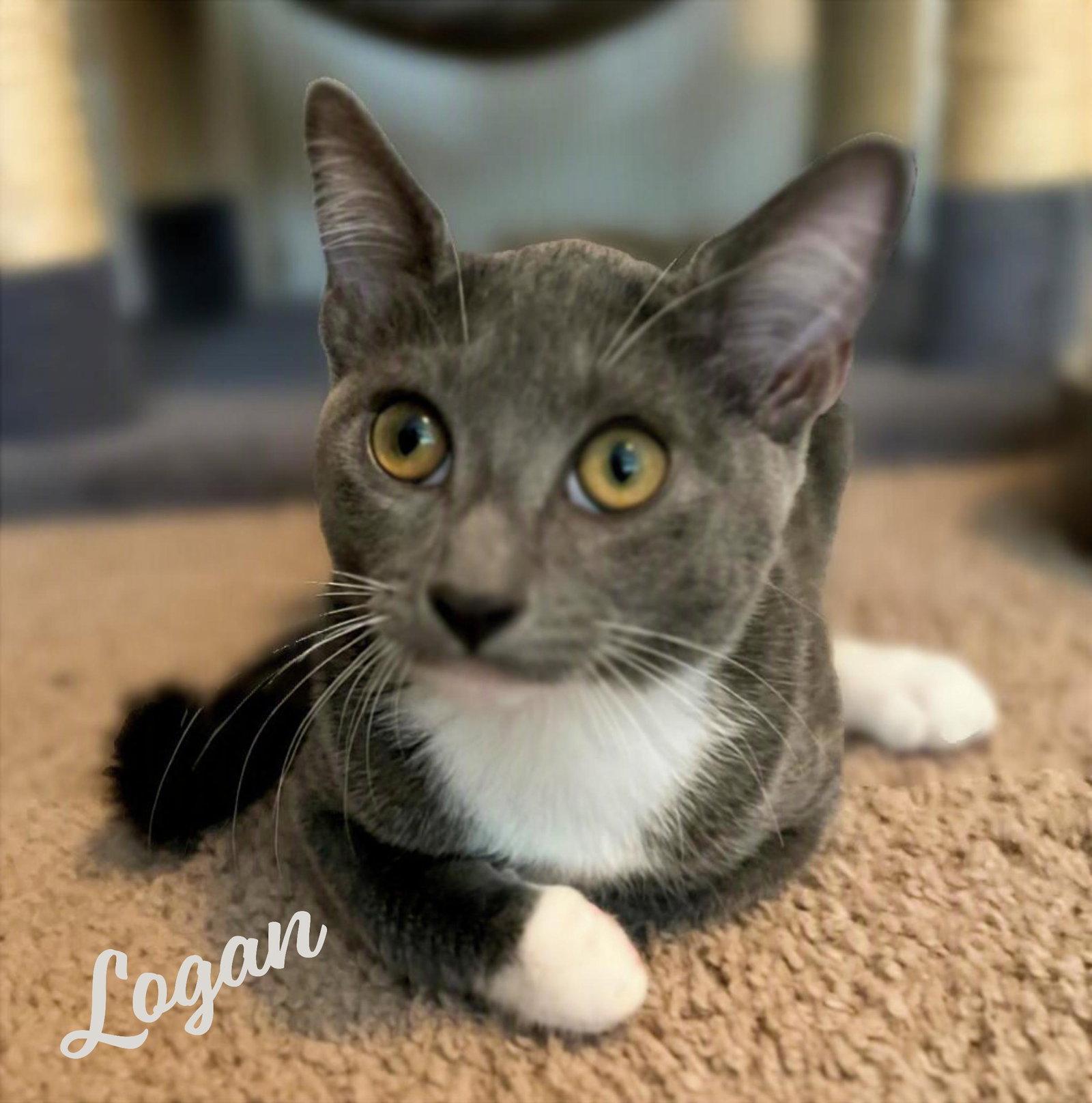 Logan #magnificent-7-litter, Adopted, Kitten Male Tuxedo & American Shorthair.