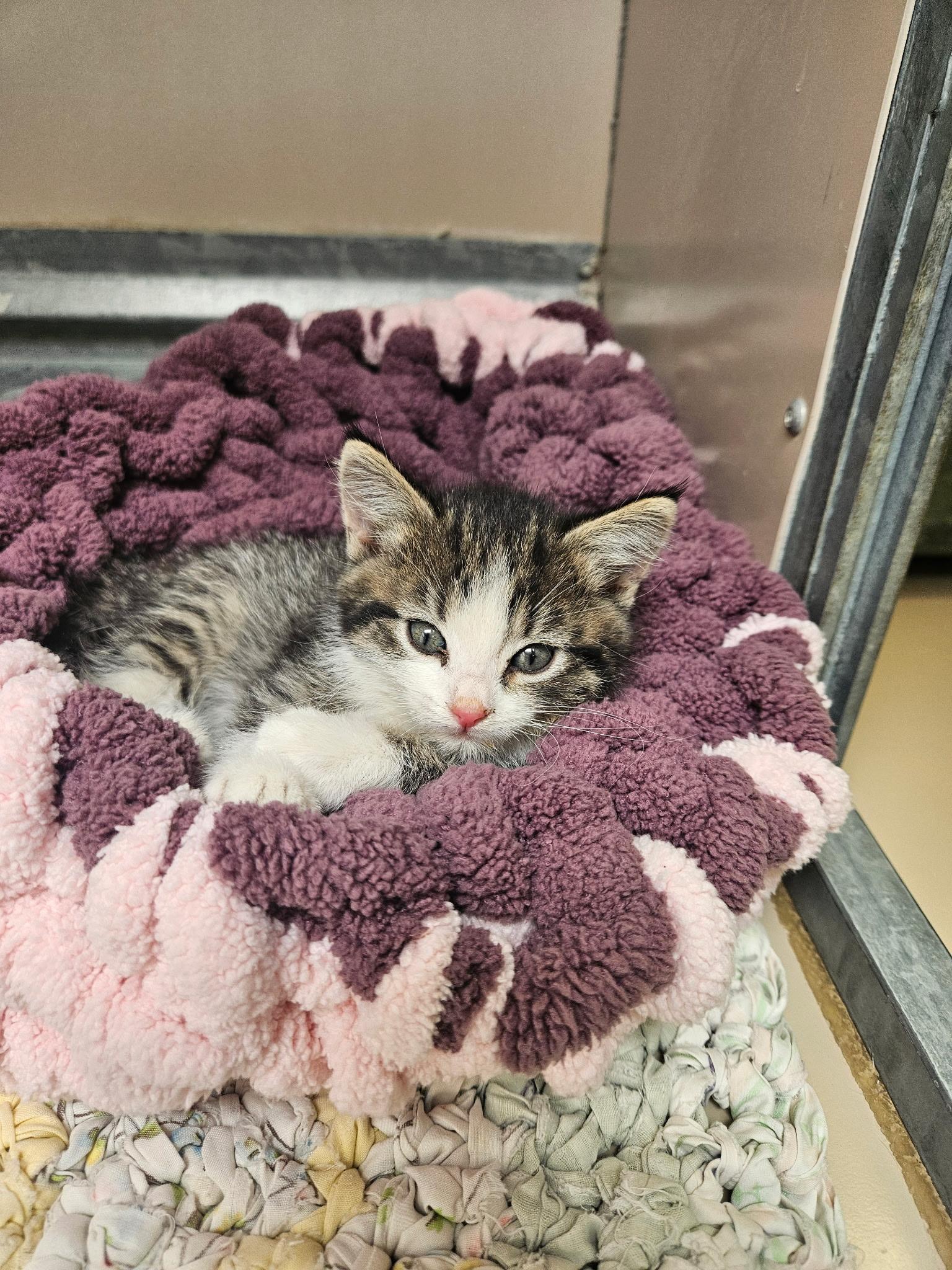60960691, ADOPTABLE, Kitten Female Domestic Medium Hair.