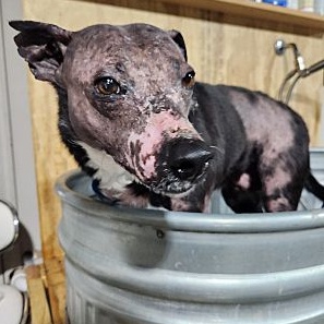 Violet Flakey, a Adoptable Australian Shepherd in Belleville, NJ image 3/3