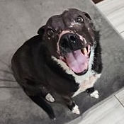 Violet Flakey, a Adoptable Australian Shepherd in Belleville, NJ image 1/3