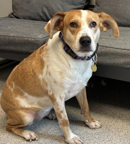 Enlarge Reecie, a ADOPTABLE Mixed Breed in Lansing, MI image 2/3