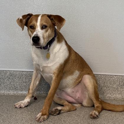 Enlarge Reecie, a ADOPTABLE Mixed Breed in Lansing, MI image 3/3