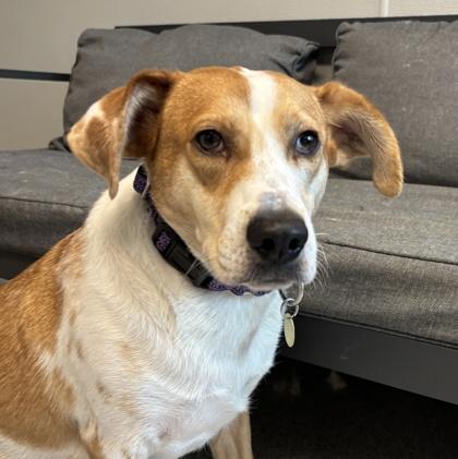 Enlarge Reecie, a ADOPTABLE Mixed Breed in Lansing, MI image 1/3