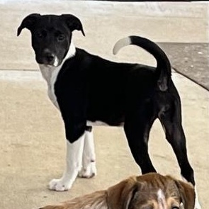 Enlarge Howl E Berry, a Adoptable mixed breed in Clarksville, VA image 2/6
