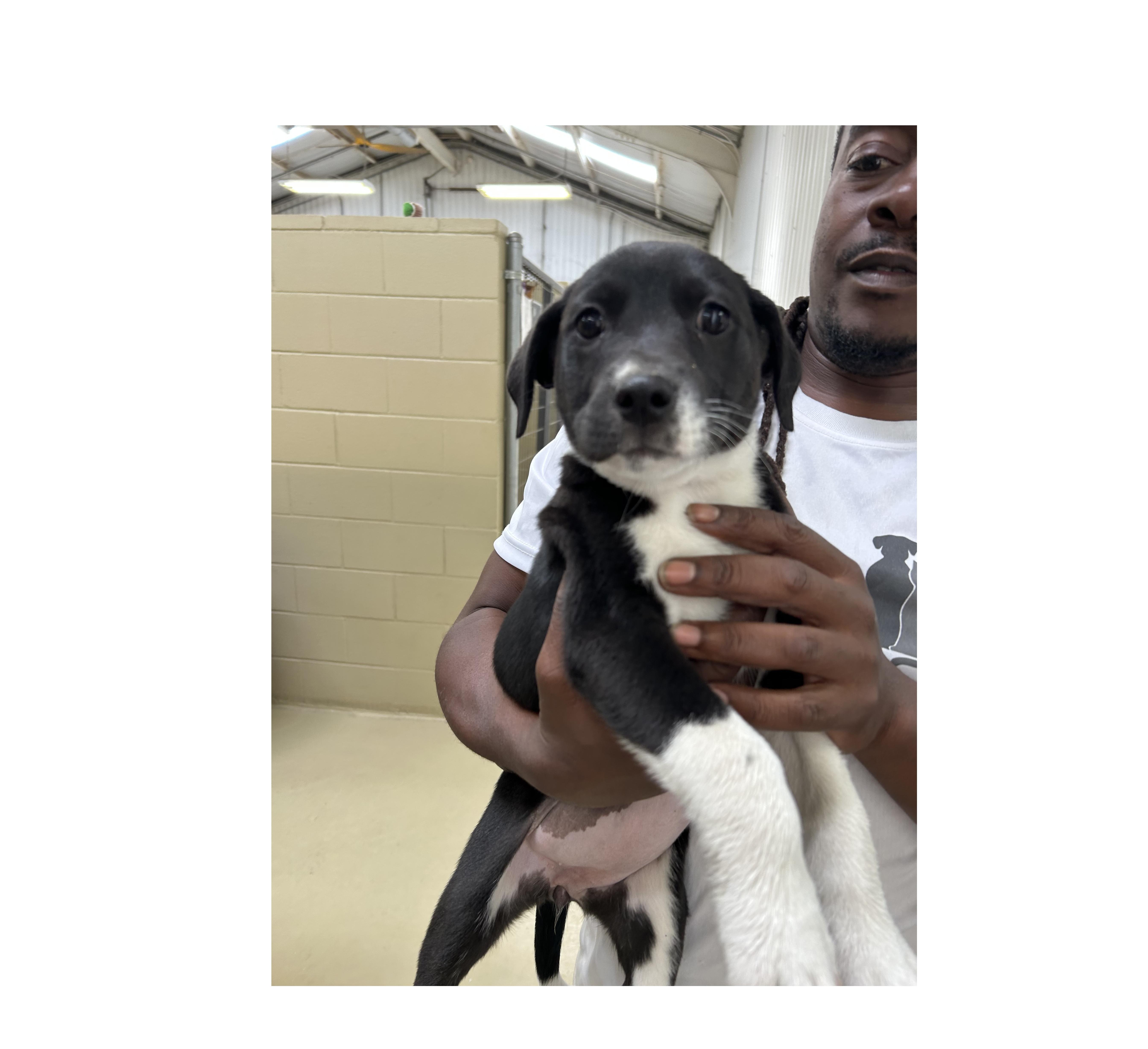 Howl E Berry, Baby Female Black Labrador Retriever