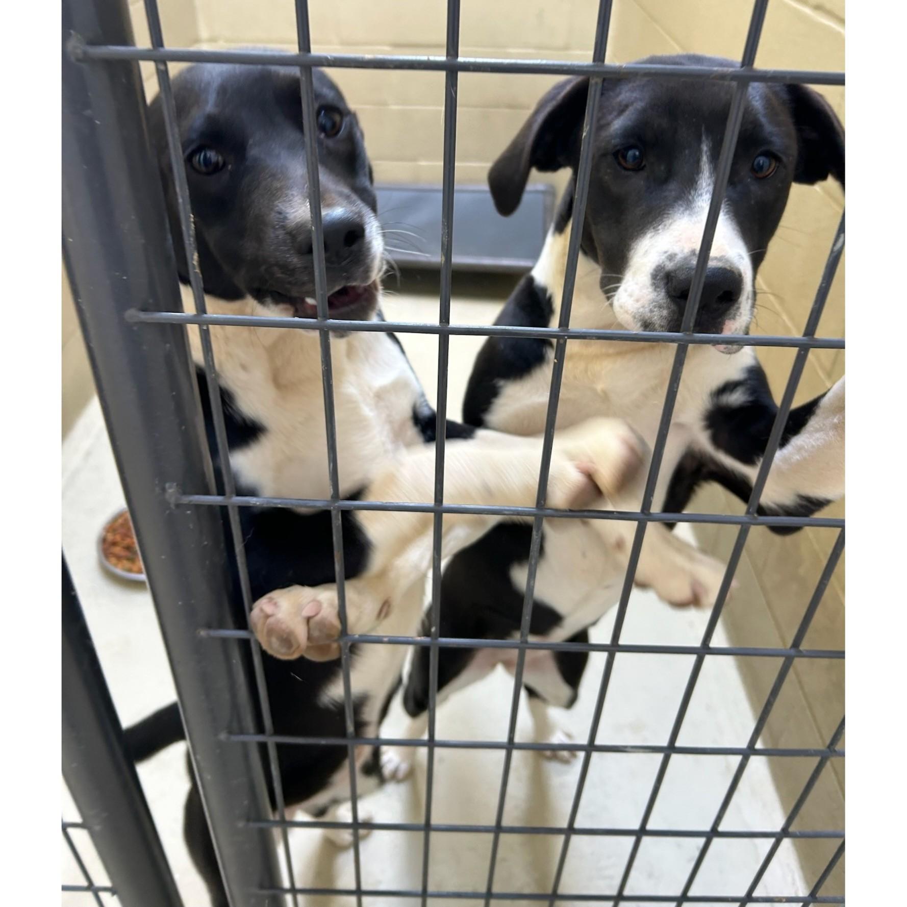 Enlarge Howl E Berry, a Adoptable mixed breed in Clarksville, VA image 4/6