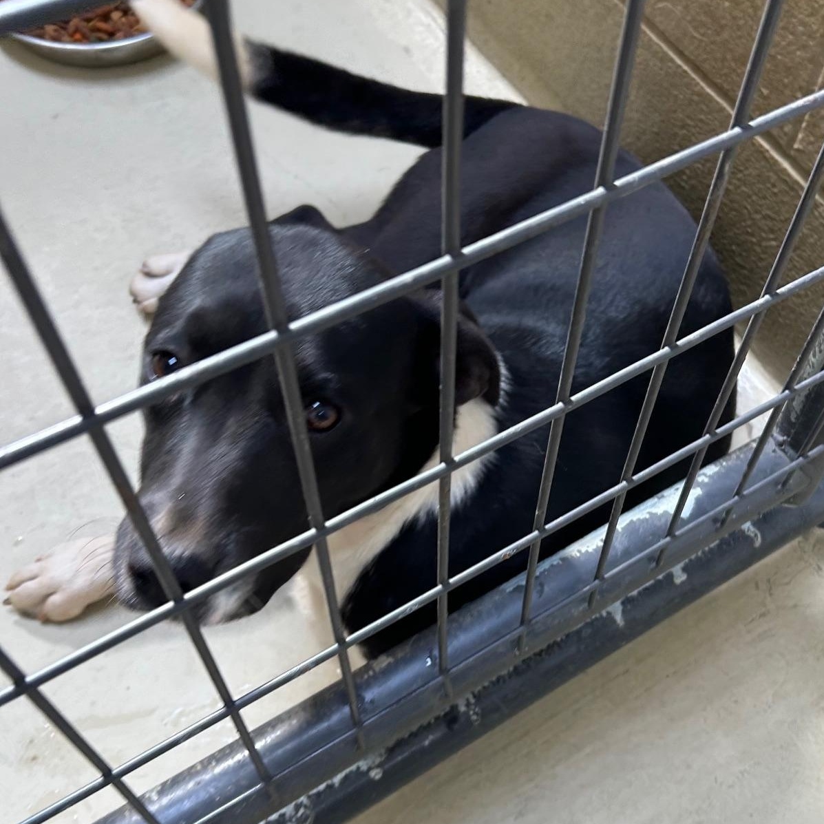 Howl E Berry thumbnail 4