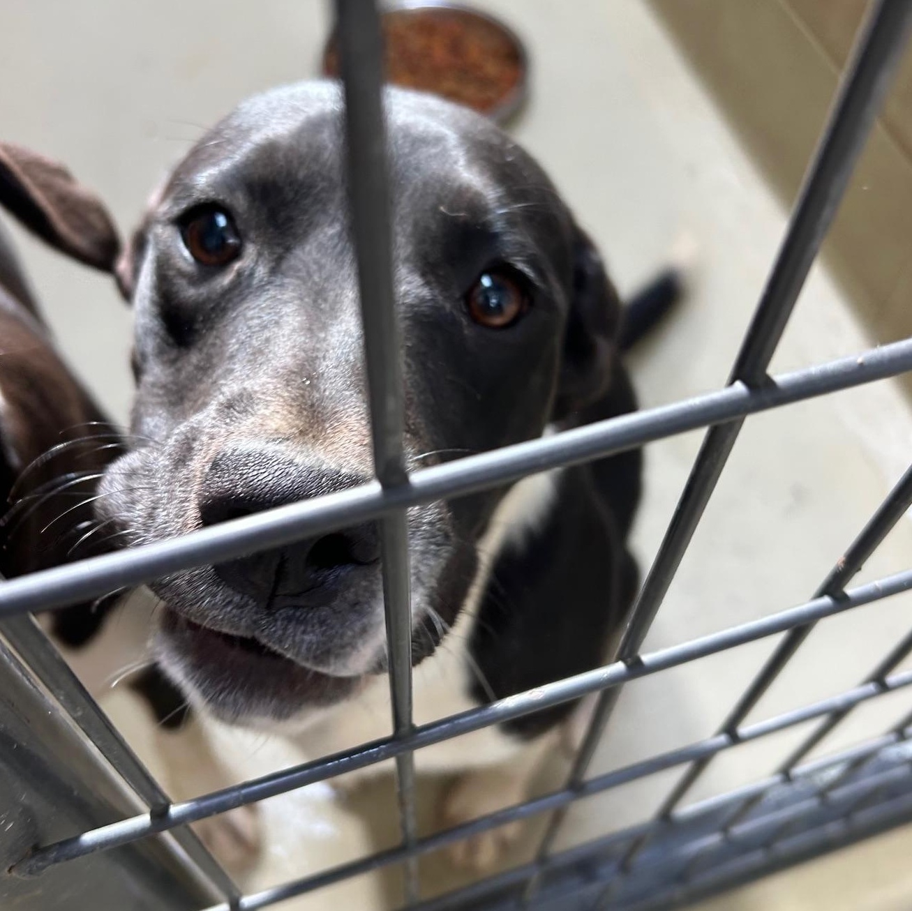 Howl E Berry, Adoptable, Young Female Black Labrador Retriever & Jack Russell Terrier.